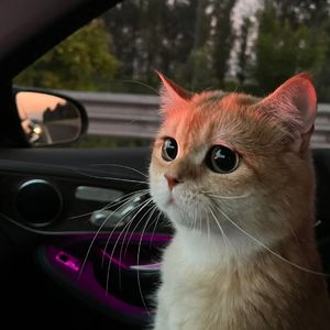 巧露影视免费观
